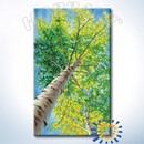 HOBBART Lite. В тени берёз